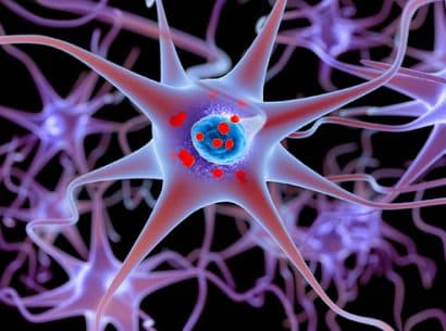 SABNP élucide un mécanisme clé de la maladie de Charcot